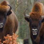 bison sweden